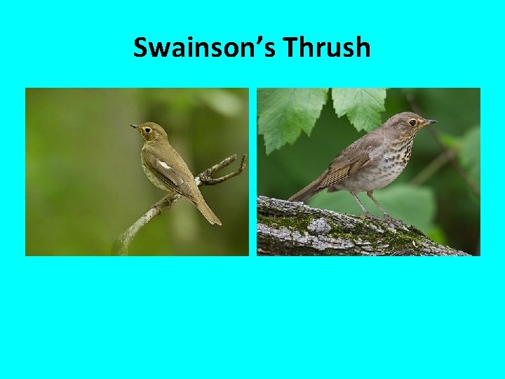 Swainson’s Thrush 