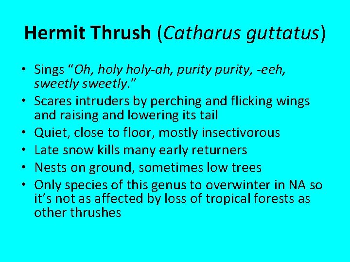 Hermit Thrush (Catharus guttatus) • Sings “Oh, holy-ah, purity, -eeh, sweetly. ” • Scares