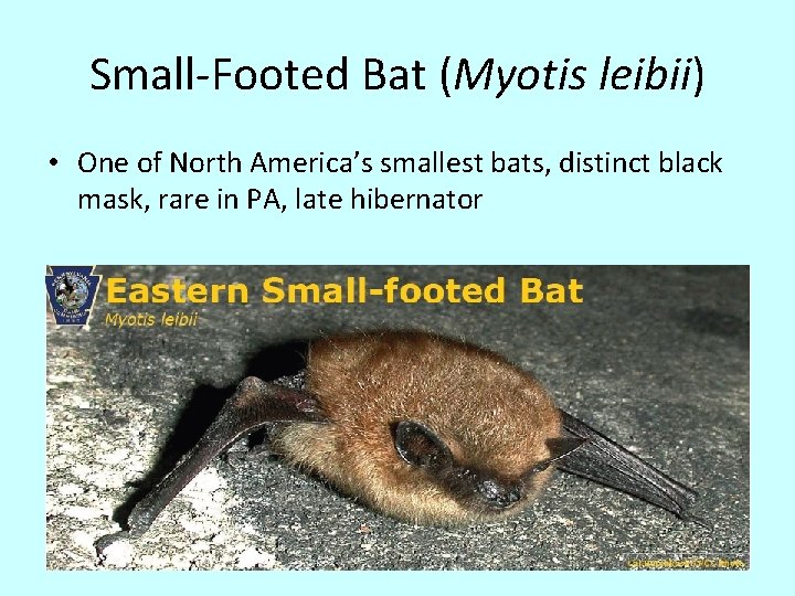 Small-Footed Bat (Myotis leibii) • One of North America’s smallest bats, distinct black mask,