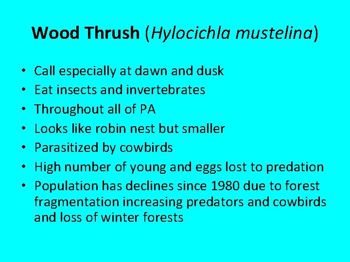 Wood Thrush (Hylocichla mustelina) • • Call especially at dawn and dusk Eat insects