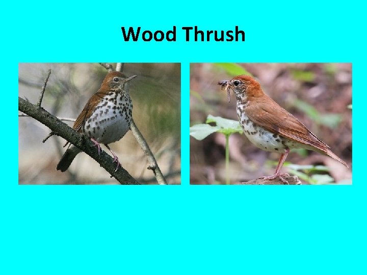 Wood Thrush 