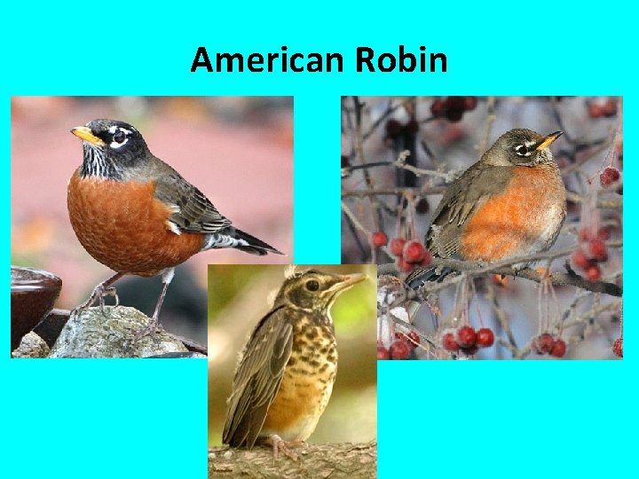 American Robin 