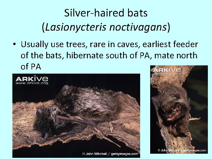 Silver-haired bats (Lasionycteris noctivagans) • Usually use trees, rare in caves, earliest feeder of