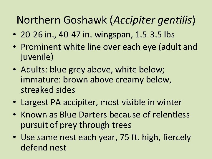 Northern Goshawk (Accipiter gentilis) • 20 -26 in. , 40 -47 in. wingspan, 1.