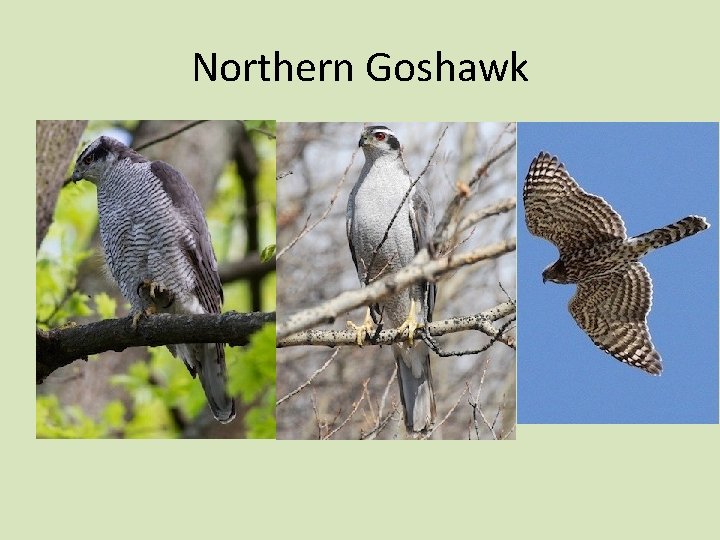 Northern Goshawk 