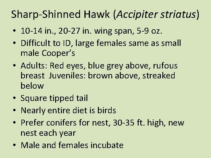 Sharp-Shinned Hawk (Accipiter striatus) • 10 -14 in. , 20 -27 in. wing span,