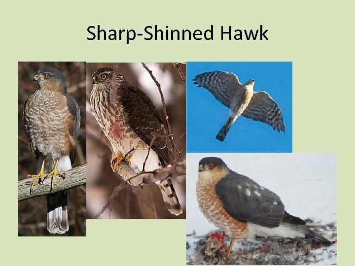 Sharp-Shinned Hawk 