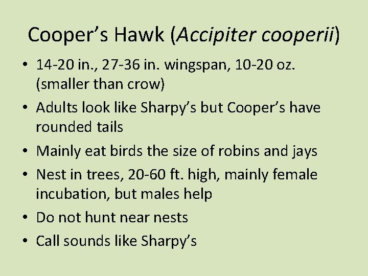 Cooper’s Hawk (Accipiter cooperii) • 14 -20 in. , 27 -36 in. wingspan, 10