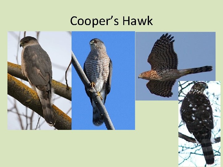 Cooper’s Hawk 