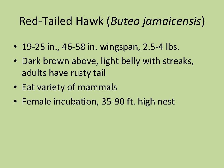 Red-Tailed Hawk (Buteo jamaicensis) • 19 -25 in. , 46 -58 in. wingspan, 2.