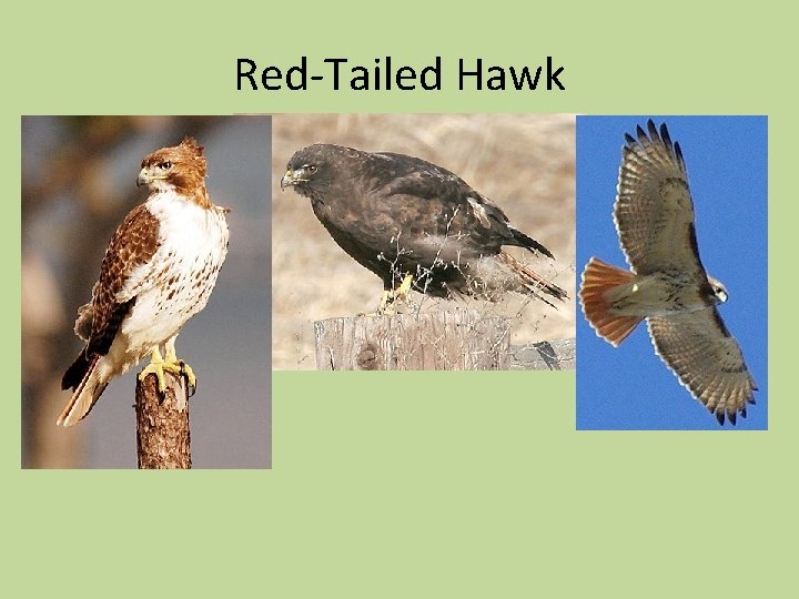 Red-Tailed Hawk 