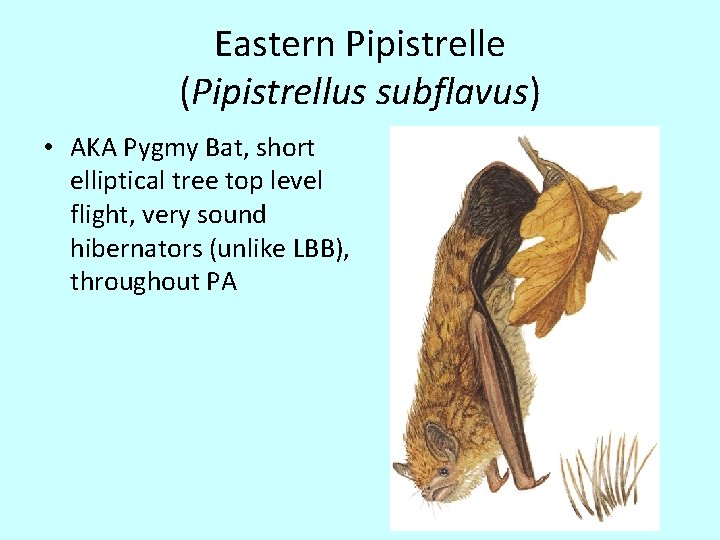 Eastern Pipistrelle (Pipistrellus subflavus) • AKA Pygmy Bat, short elliptical tree top level flight,