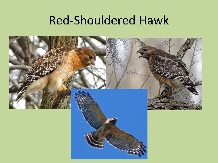 Red-Shouldered Hawk 