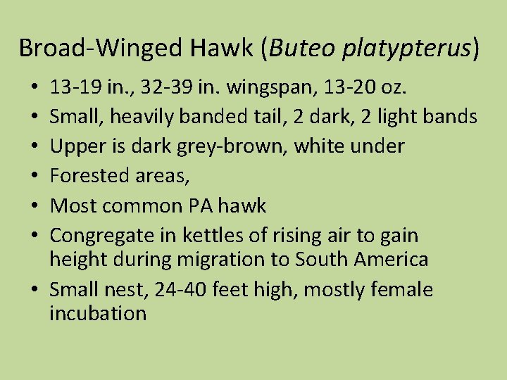 Broad-Winged Hawk (Buteo platypterus) 13 -19 in. , 32 -39 in. wingspan, 13 -20