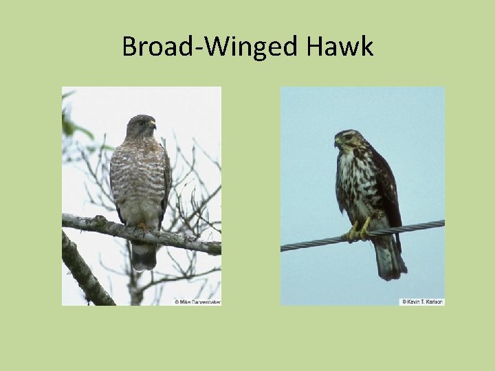 Broad-Winged Hawk 