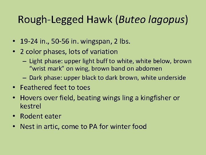 Rough-Legged Hawk (Buteo lagopus) • 19 -24 in. , 50 -56 in. wingspan, 2
