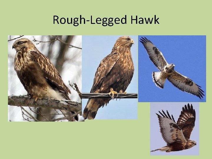 Rough-Legged Hawk 