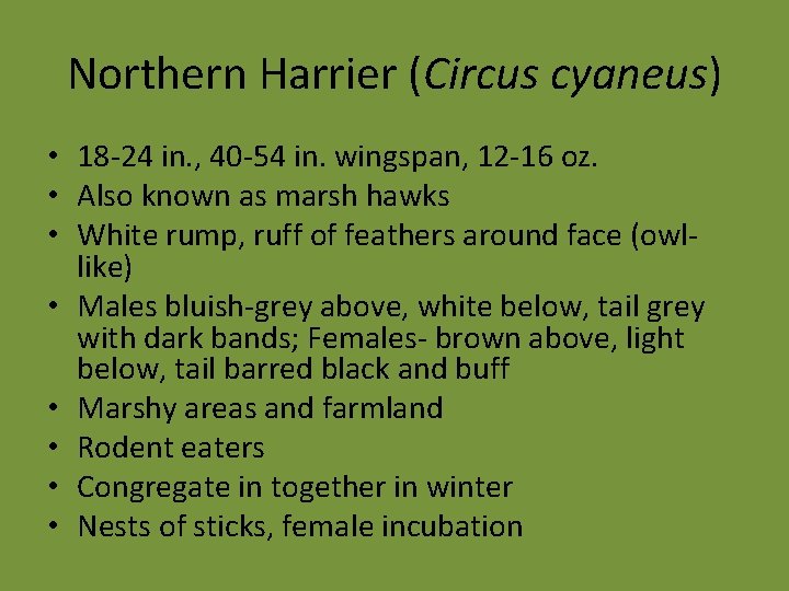 Northern Harrier (Circus cyaneus) • 18 -24 in. , 40 -54 in. wingspan, 12