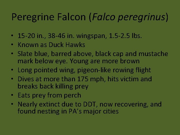 Peregrine Falcon (Falco peregrinus) • 15 -20 in. , 38 -46 in. wingspan, 1.