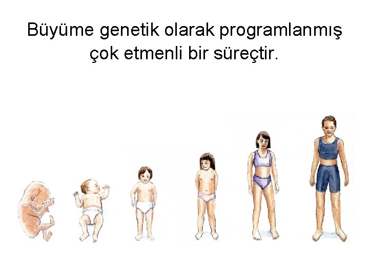 Büyüme genetik olarak programlanmış çok etmenli bir süreçtir. 