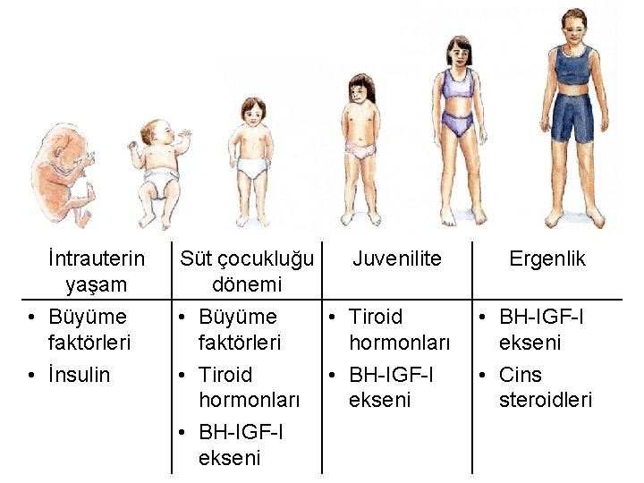 İntrauterin yaşam • Büyüme faktörleri • İnsulin Süt çocukluğu dönemi • Büyüme faktörleri •