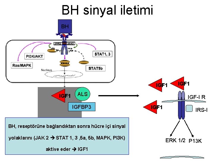 BH sinyal iletimi BH IGF 1 ALS IGFBP 3 IGF 1 IGF-I R IGF