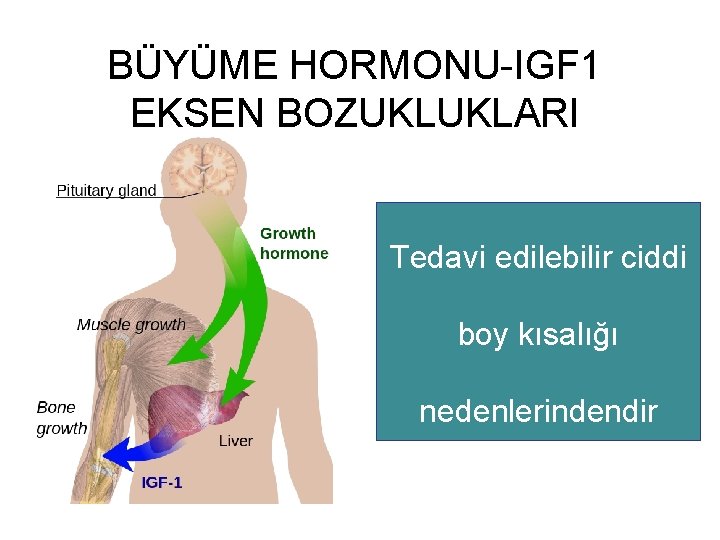 BÜYÜME HORMONU-IGF 1 EKSEN BOZUKLUKLARI Tedavi edilebilir ciddi boy kısalığı nedenlerindendir 