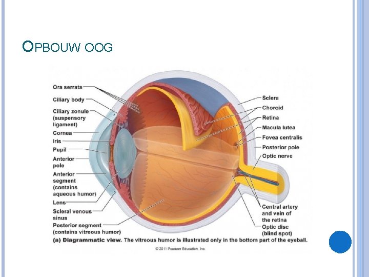 OPBOUW OOG 