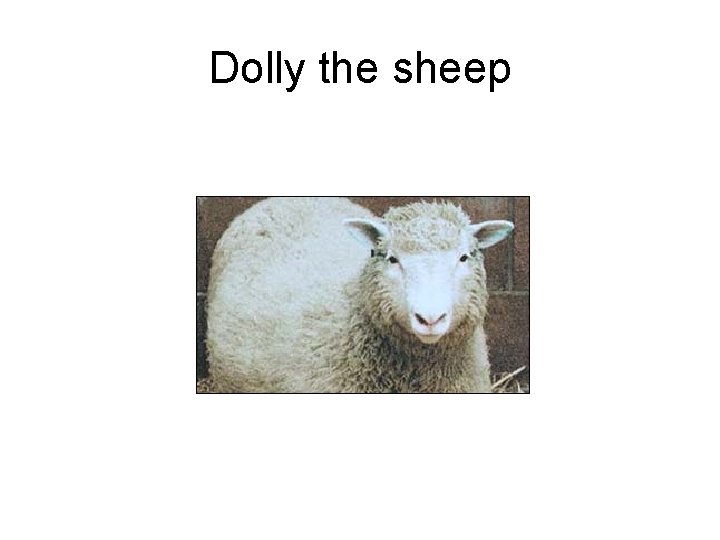 Dolly the sheep 