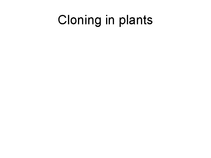 Cloning in plants 