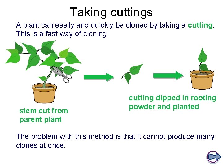 Taking cuttings A plant can easily and quickly be cloned by taking a cutting.