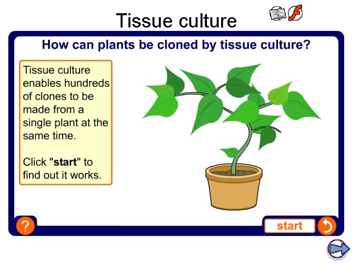 Tissue culture 