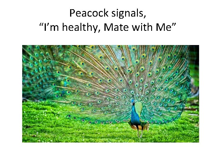 Peacock signals, “I’m healthy, Mate with Me” 