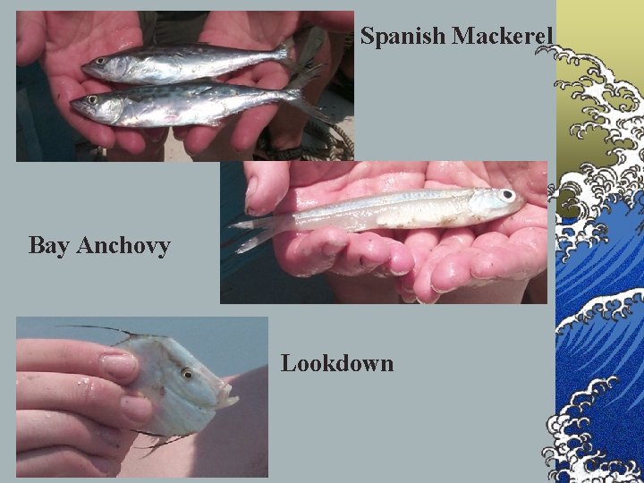 Spanish Mackerel Bay Anchovy Lookdown 