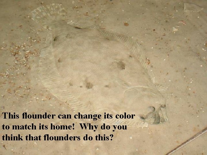 This flounder can change its color to match its home! Why do you think