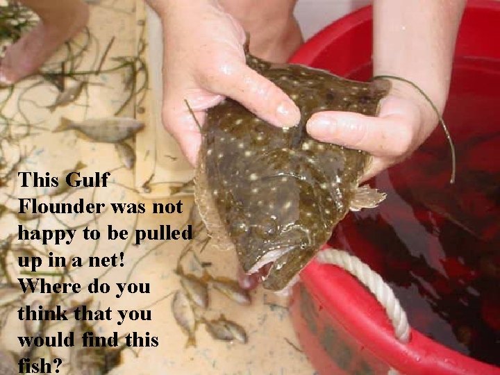 This Gulf Flounder was not happy to be pulled up in a net! Where