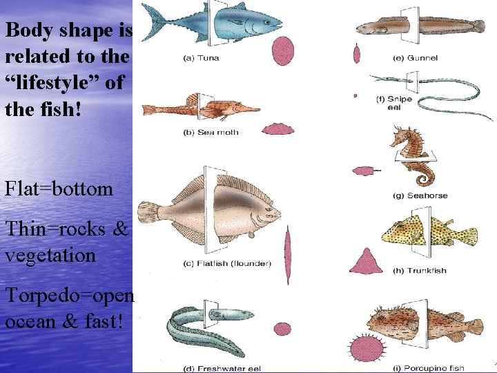 Body shape is related to the “lifestyle” of the fish! Flat=bottom Thin=rocks & vegetation