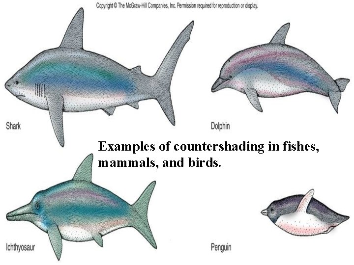 Examples of countershading in fishes, mammals, and birds. 