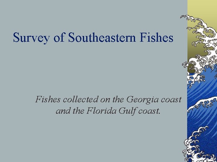 Survey of Southeastern Fishes collected on the Georgia coast and the Florida Gulf coast.