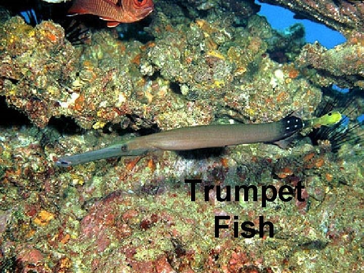 Trumpet Fish 