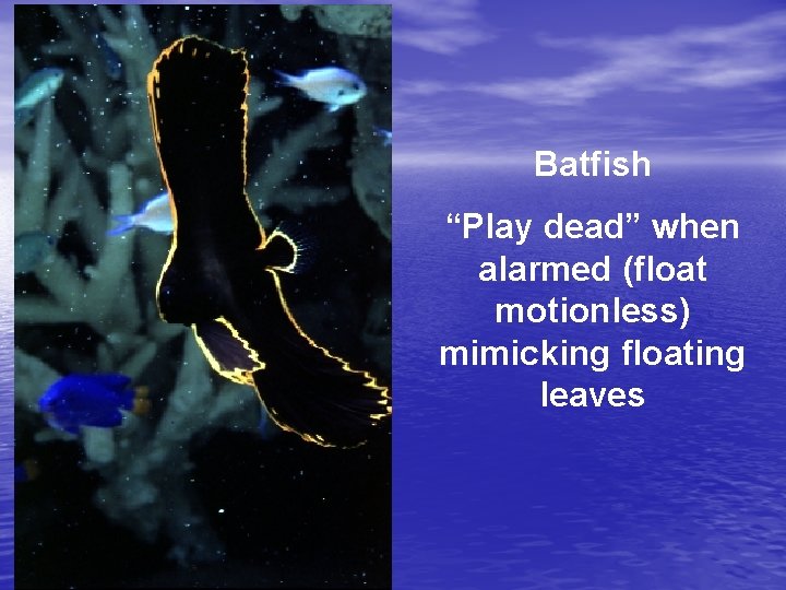 Batfish “Play dead” when alarmed (float motionless) mimicking floating leaves 