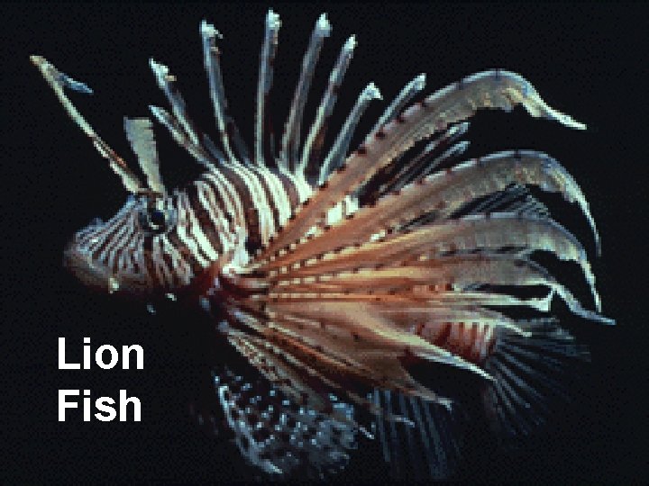 Lion Fish 