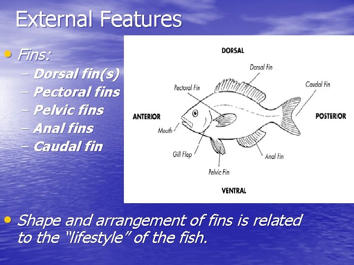 External Features • Fins: – Dorsal fin(s) – Pectoral fins – Pelvic fins –