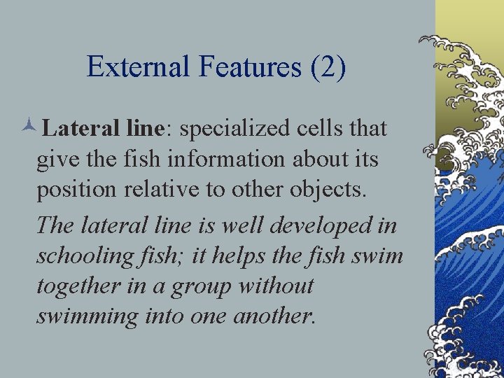 External Features (2) ©Lateral line: specialized cells that give the fish information about its