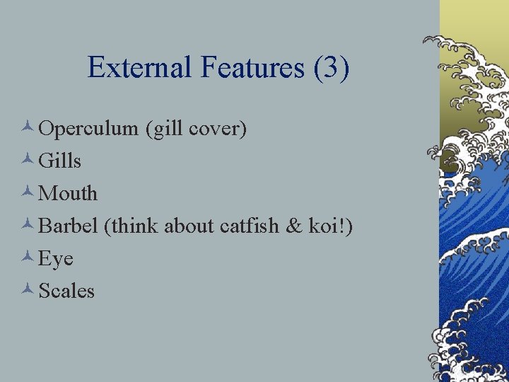 External Features (3) ©Operculum (gill cover) ©Gills ©Mouth ©Barbel (think about catfish & koi!)