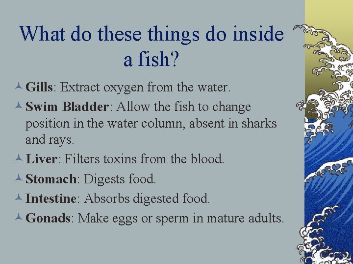 What do these things do inside a fish? © Gills: Extract oxygen from the