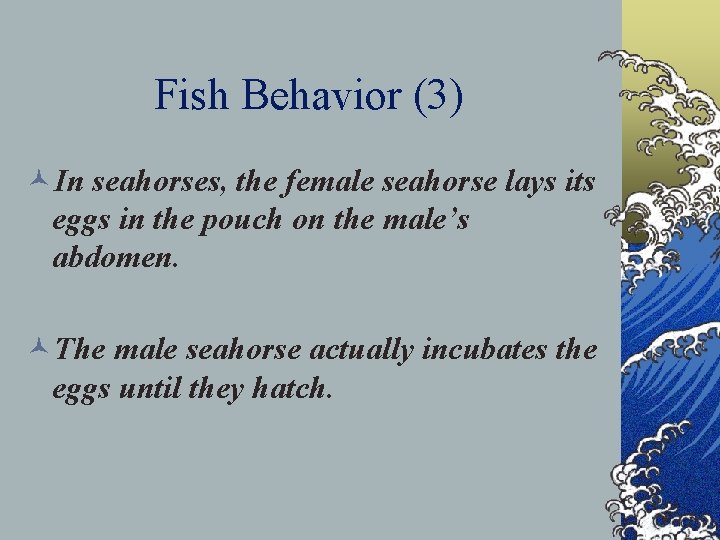 Fish Behavior (3) ©In seahorses, the female seahorse lays its eggs in the pouch