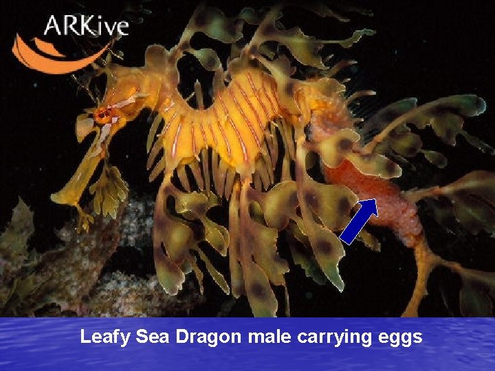 Leafy Sea Dragon male carrying eggs 