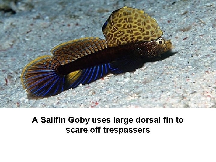 A Sailfin Goby uses large dorsal fin to scare off trespassers 