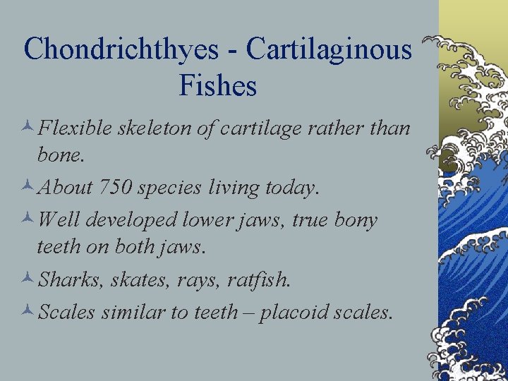 Chondrichthyes - Cartilaginous Fishes ©Flexible skeleton of cartilage rather than bone. ©About 750 species